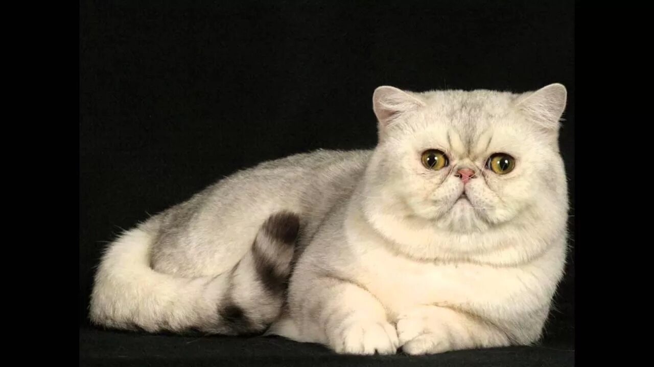 Порода кошек экзот фото Экзот, или экзотическая короткошерстная кошка (Exotic shorthair cat) породы коше