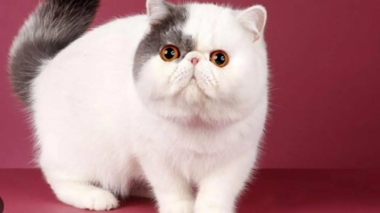 Порода кошек экзот фото Exotic Shorthair Cat Breed Facts Personality Color #cutecats #cuteanimals #cutec