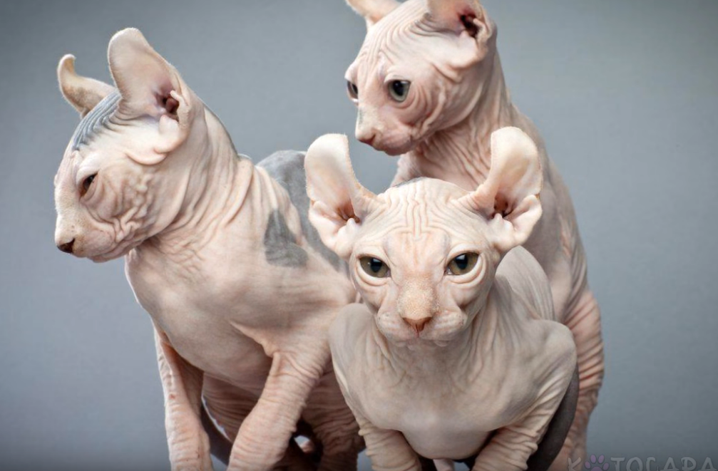 Порода кошек эльф фото Elf cat Elf cat, Cats, Lion sculpture