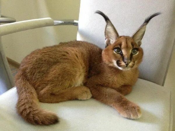 Порода кошек каракал фото цена котята caracal for sale - Google Search Caracal cat, Small wild cats, Caracal kittens