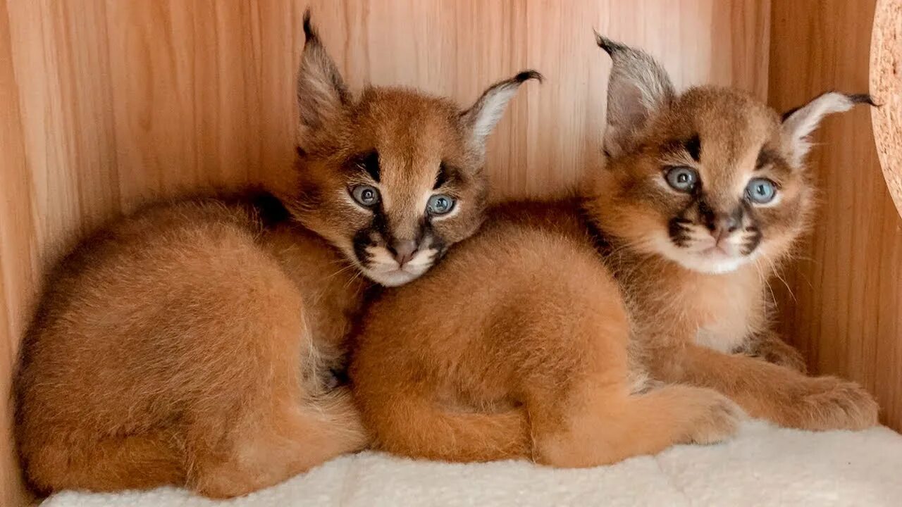 Порода кошек каракет фото цена котята Nashville Zoo Baby Boom! Caracal, Cassowary and Kangaroos - YouTube