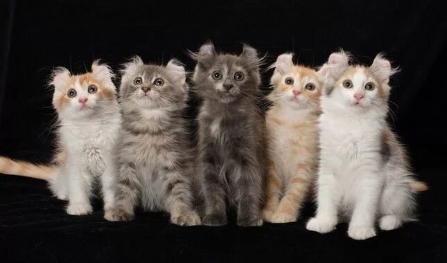 Порода кошек керл фото Five American Curl Kittens The signature characteristic of the Curl is his unusu