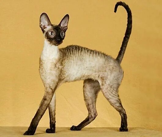 Порода кошек корниш рекс фото Pin em породы кошек Gatos devon rex, Gato cornish rex, Gata linda