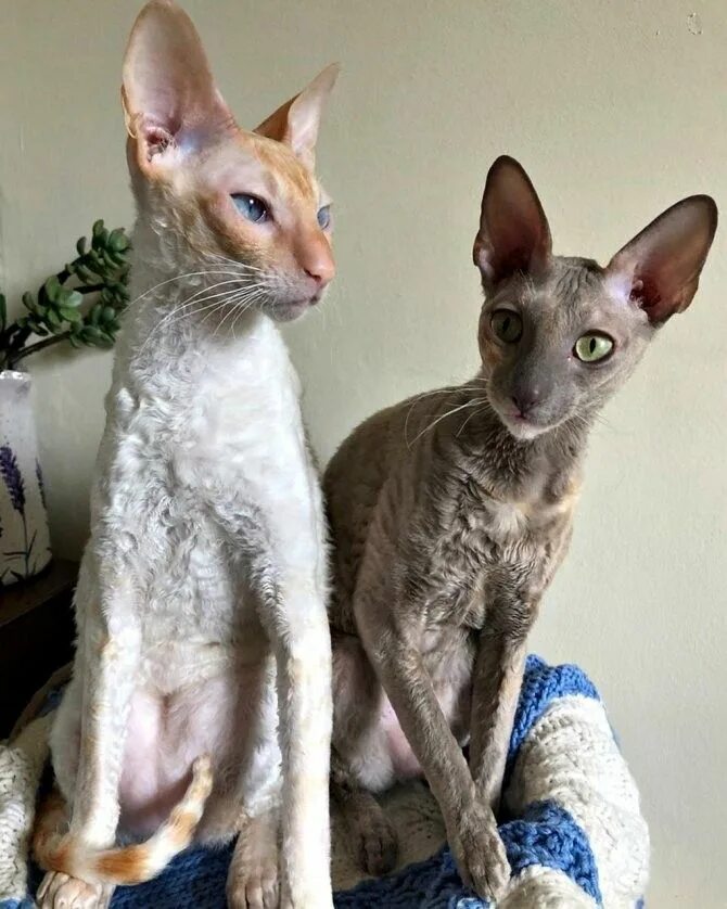 Порода кошек корниш рекс фото Cornish Rex ❤ Милые котики, Кошки девон рекс, Хорьки