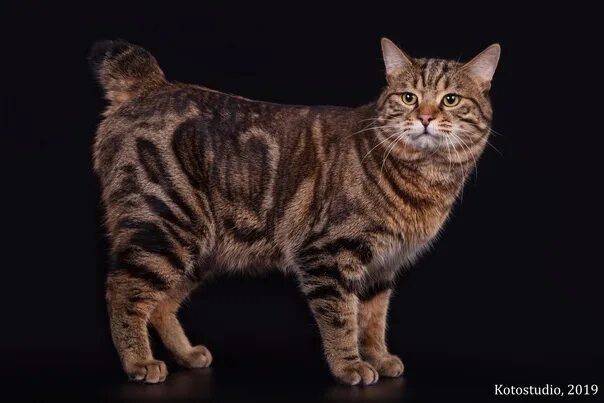 Порода кошек курильский бобтейл фото The Kuril Bobtail is shorthaired. #animals #животные #кот 2022 Животные Animals 