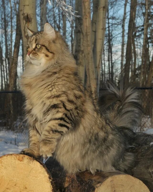 Порода кошек лесная сибирская фото siberian cat Siberian forest cat, Siberian cat, Cats