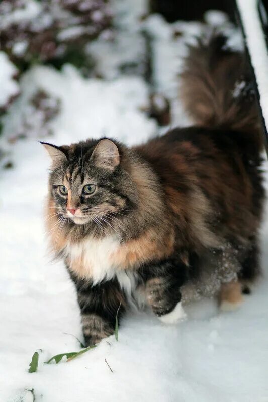 Порода кошек лесная сибирская фото Снежные котики Gorgeous cats, Beautiful cats, Norwegian forest cat