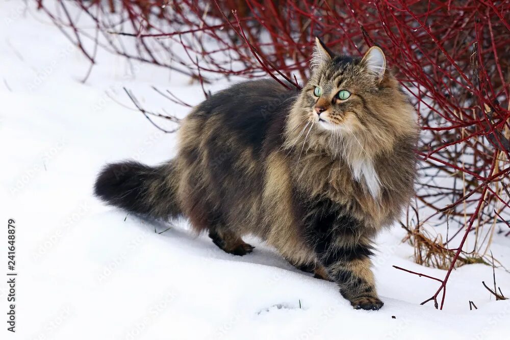 Порода кошек лесная сибирская фото Eine hübsche junge Norwegische Waldkatze auf der Jagd im Schnee фотография Stock