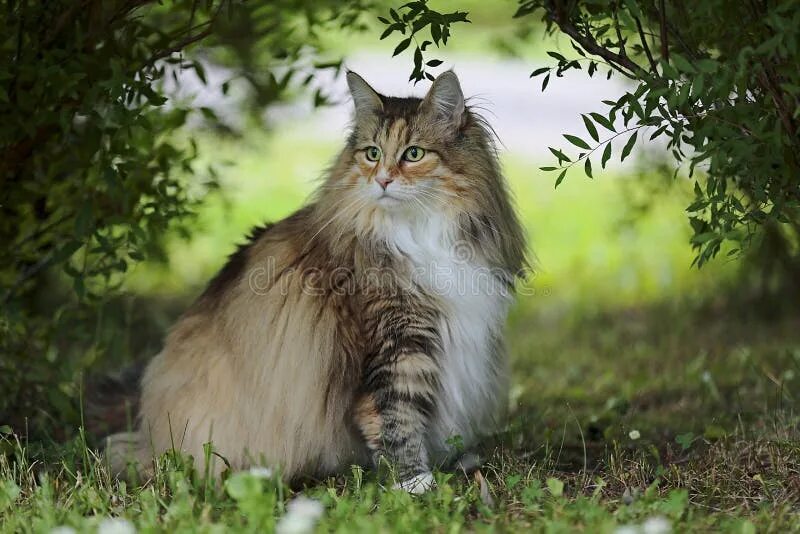 Порода кошек лесная сибирская фото Norwegian Forest Cat Female Resting in Garden Stock Photo - Image of breed, fluf