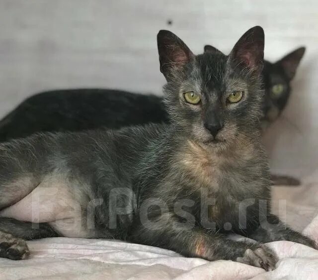 Вам нравятся кошки-оборотни? Lykoi cat, Cat breeds, Werewolf cat