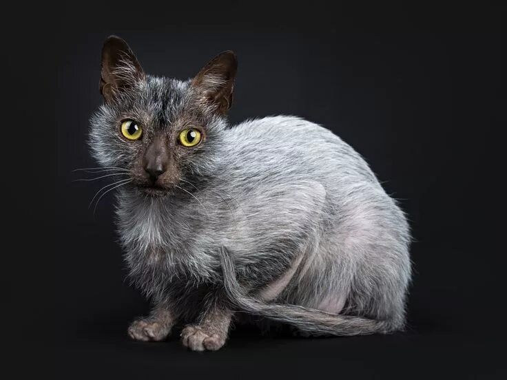 Порода кошек лика фото This Werewolf Cat Breed - Lykoi - Acts Like a Dog Lykoi cat, Werewolf cat, Cat b