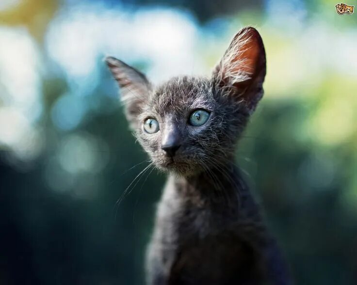 Порода кошек лика фото Lykoi cat, Werewolf cat, Lykoi