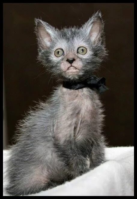 Порода кошек лика фото Lykoi 'Werewolf' Cat - Truly Awesome Cats