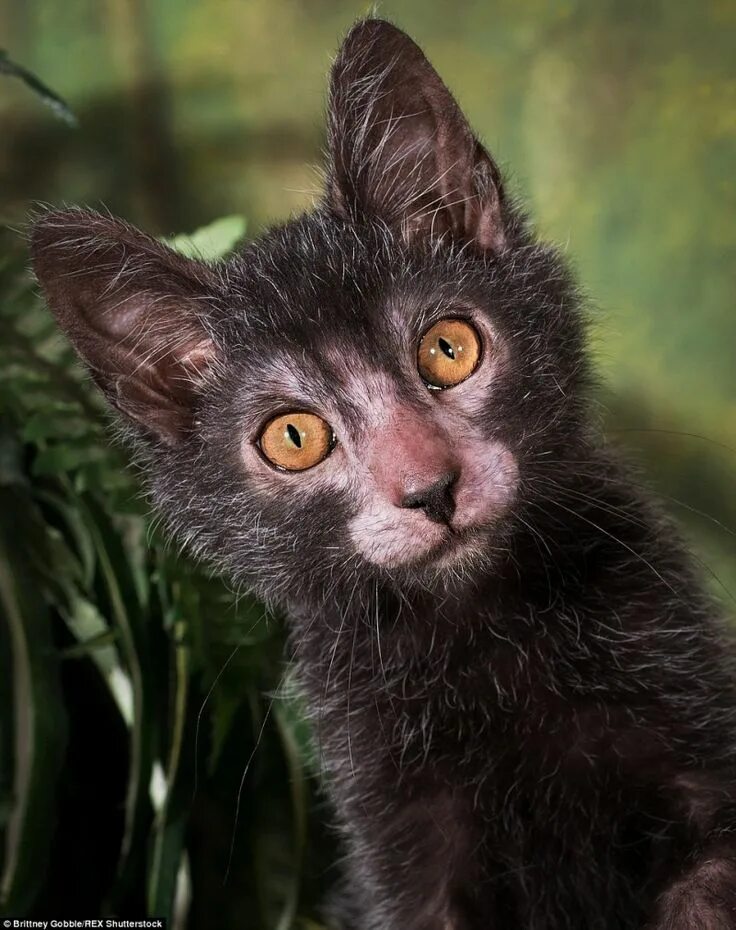 Порода кошек ликой фото There’s a Terrifying Breed of 'Werewolf Cats' That Act Like Dogs and Cost Up to 