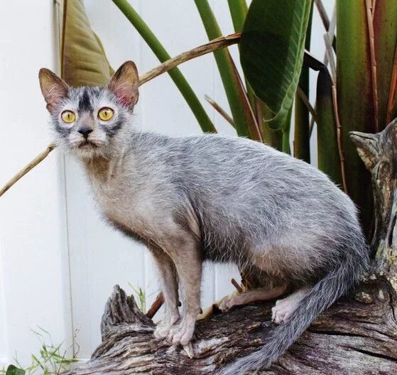 Порода кошек ликой фото NEW BREED OF CAT -Lykoi Cat Werewolf cat, Lykoi cat, All cat breeds