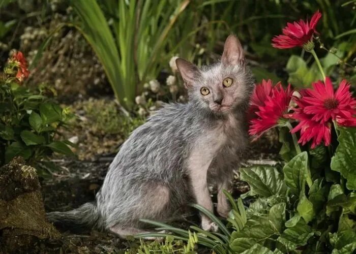 Порода кошек ликой фото Related image Werewolf cat, Lykoi cat, Lykoi