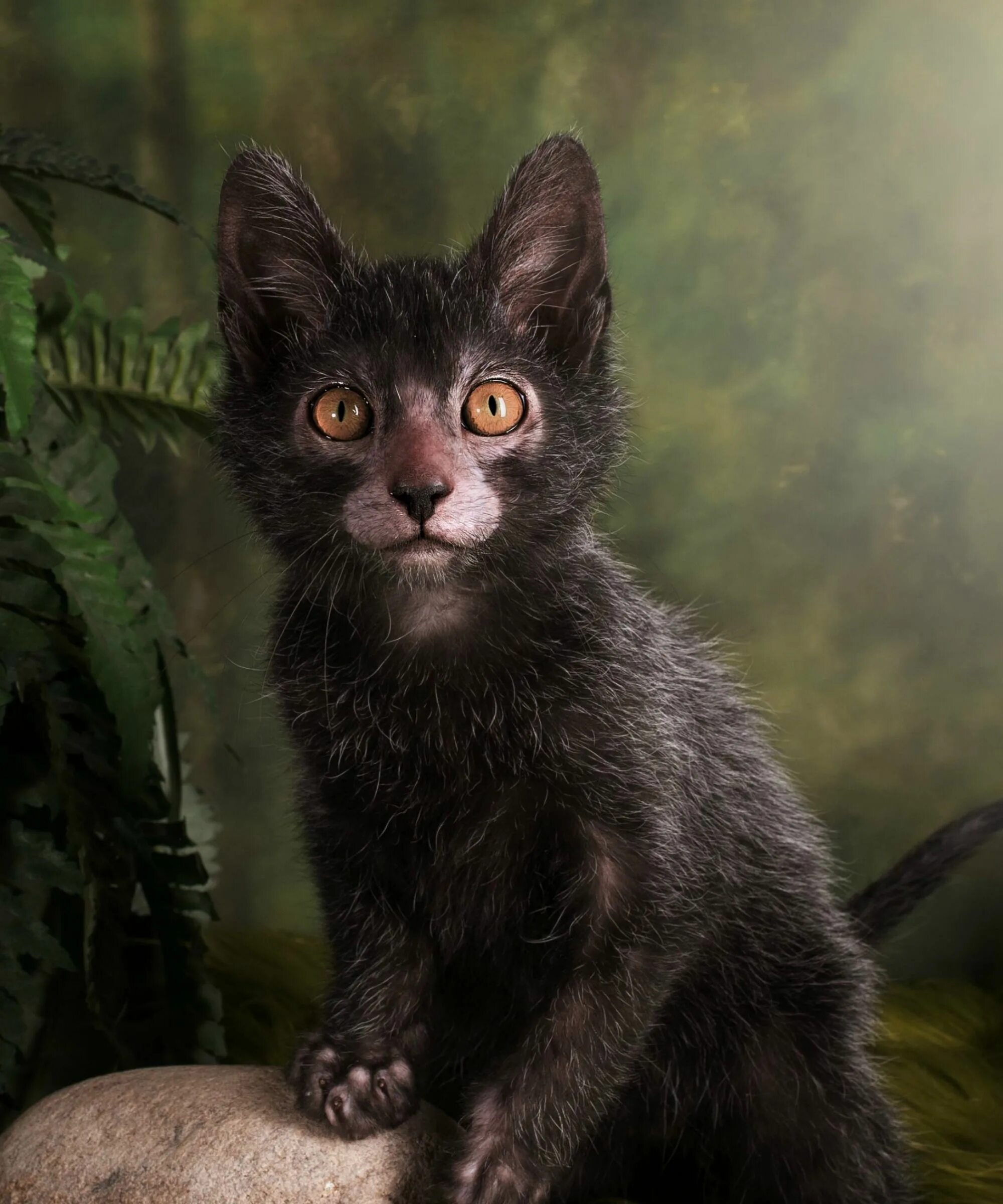 Порода кошек ликой фото Get Ready To Be Obsessed With Werewolf Cats Werewolf cat, Lykoi cat, Cute cats