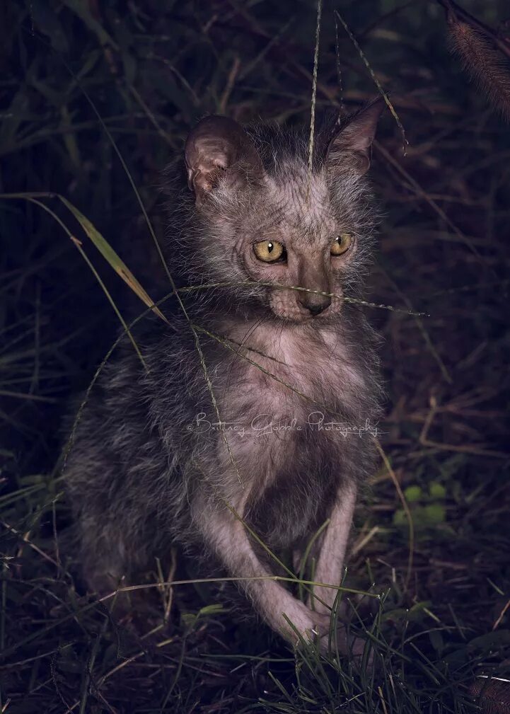 Порода кошек ликой фото Meet the Lykoi: An Odd New Breed of "Werewolf" Cats Werewolf cat, Lykoi cat, Cat