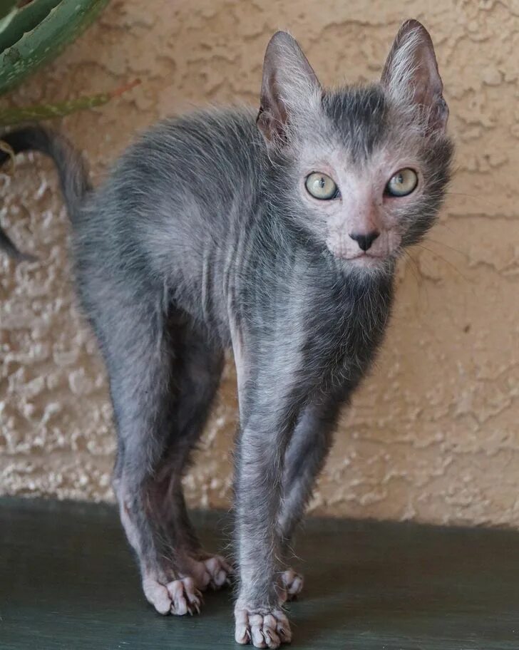 Meet the cat breed that looks like a werewolf Lykoi cat, Werewolf cat, Cat breed