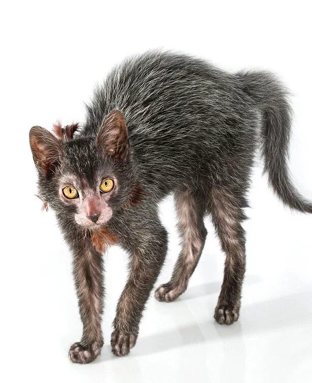 Порода кошек ликой фото They may look spooky, but Lykoi cats are said to make wonderful pets because of 