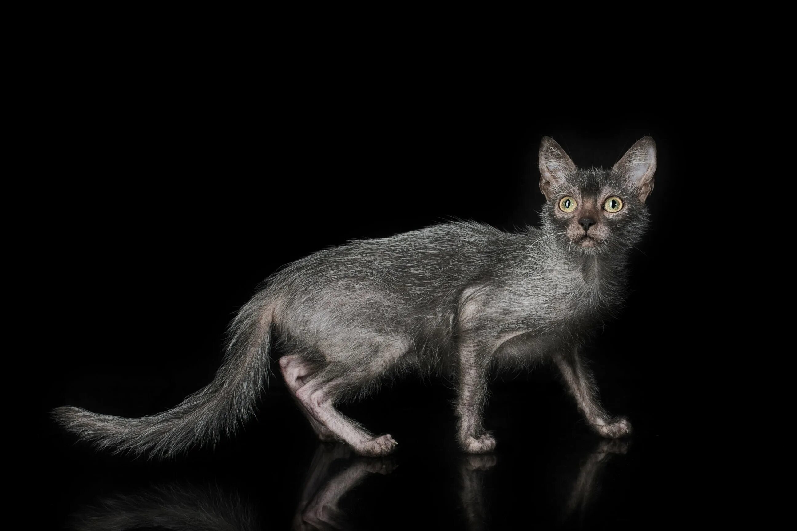 Порода кошек ликой фото Werewolf' Cats Exist...and You Can Own One - ABC News