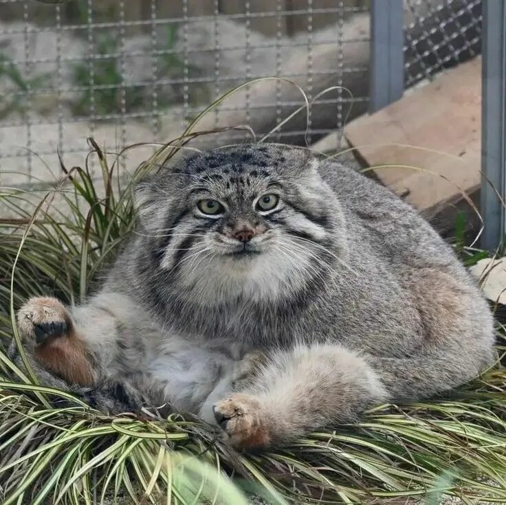 Порода кошек манул фото Пин от пользователя Montauk на доске ⊹ Manul/Pallas cat Экзотические кошки, Ману