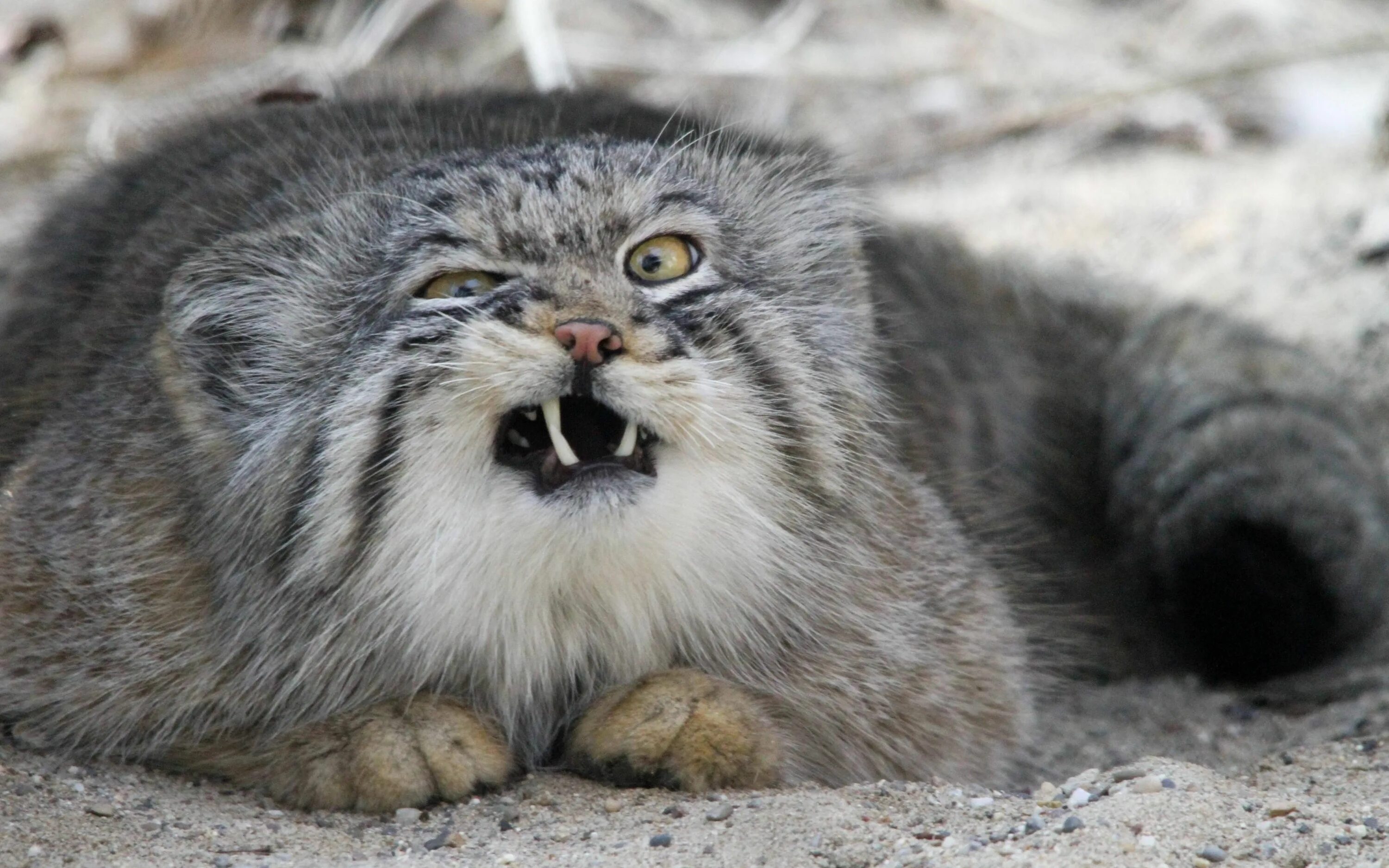 Порода кошек манул фото Funny Animals 099 Manul cat, Cute animals, Pallas's cat