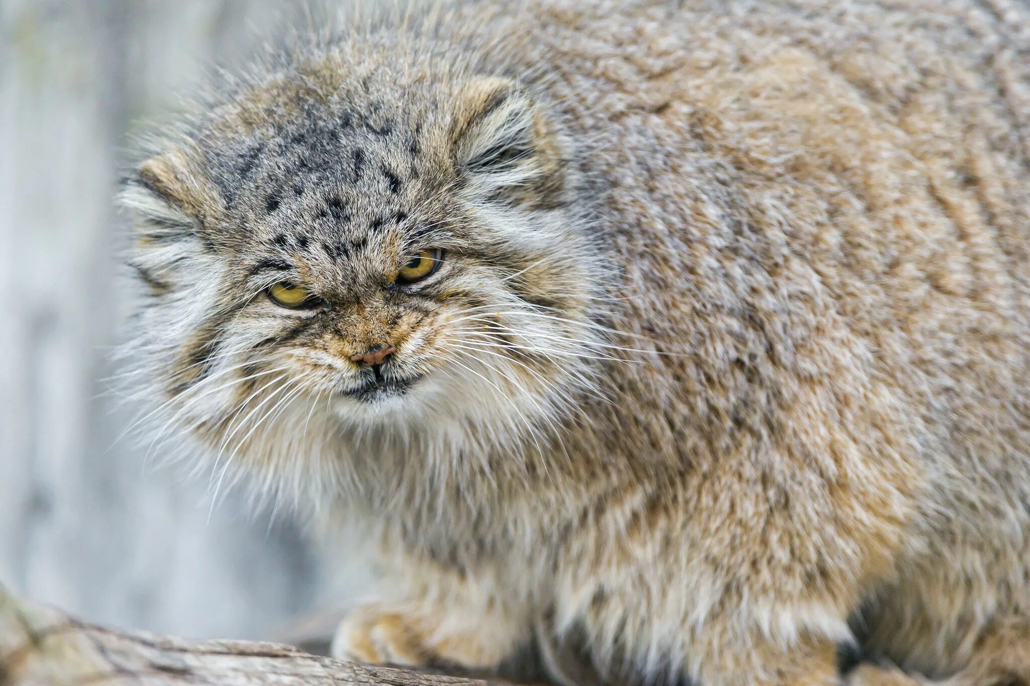 Порода кошек манул фото Wallpaper : animals, wildlife, fur, whiskers, lynx, wild cat, Pallas Cat, bobcat