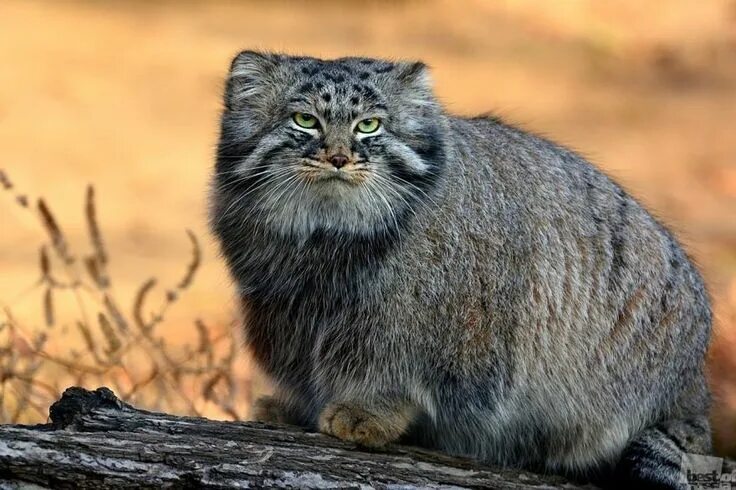 Порода кошек манул фото Pin on Cicák ,chats cats Pallas's cat, Big cats, Animals