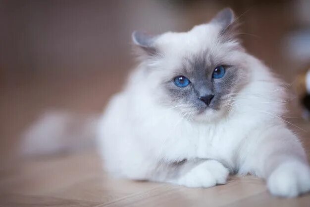 Порода кошек маскарадная фото с голубыми глазами Premium Photo Adorable Siberian fluffy cat with blue eyes indoors Cat with blue 