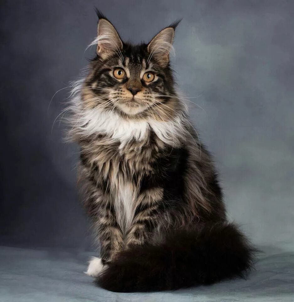 Порода кошек майкун кошки фото цена Pin on Maine ❤ Coon ❤