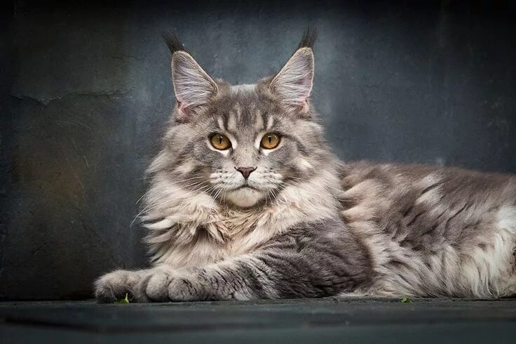 Порода кошек мэйкун фото Pin on Maine ❤ Coon ❤