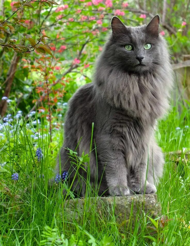 Порода кошек нибелунг фото Pin on Cats Exotic cats, Nebelung cat, Nebelung