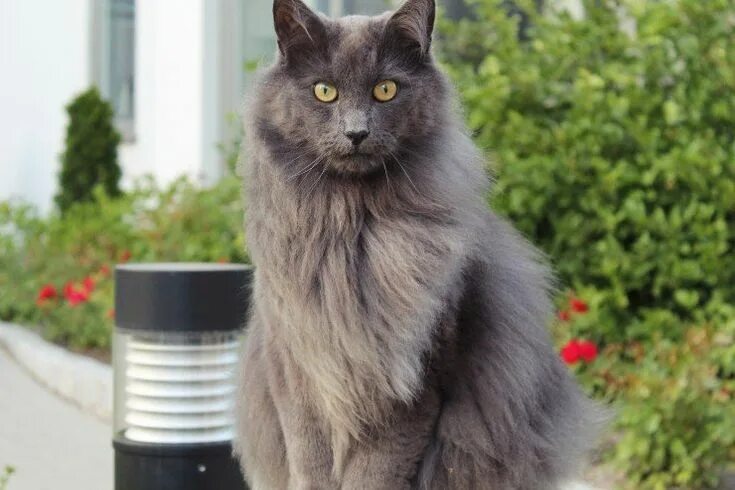 Порода кошек нибелунг фото Nebelung Cats Breed - Information, Temperament, Size & Price Pets4Homes Nebelung