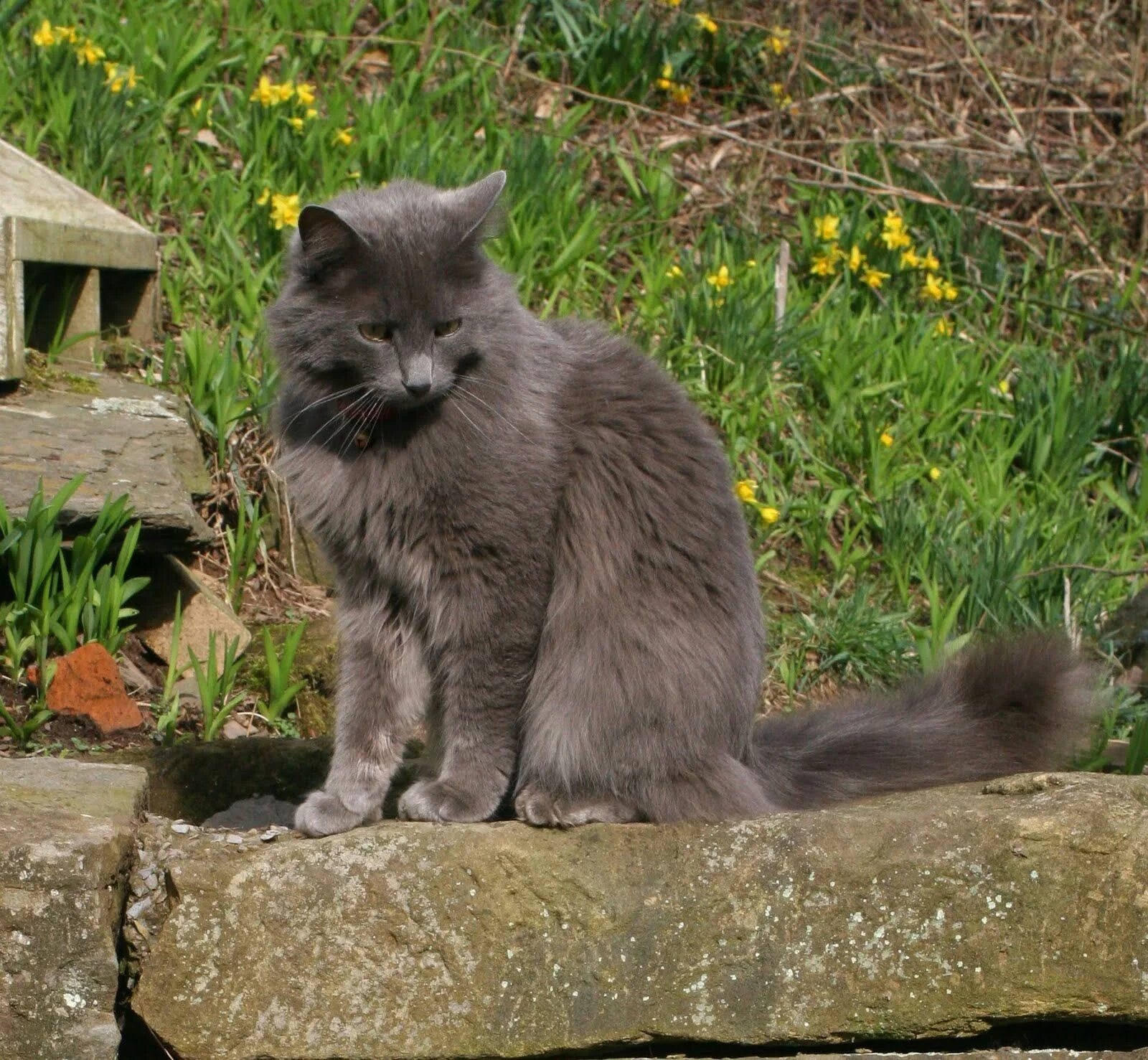 Порода кошек нибелунг фото описание Nebelung Cat Photos Nebelung cat, Nebelung, Cat breeds