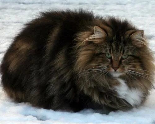 Порода кошек норвежская лесная фото Norwegian forest cat, Siberian cat, Cats