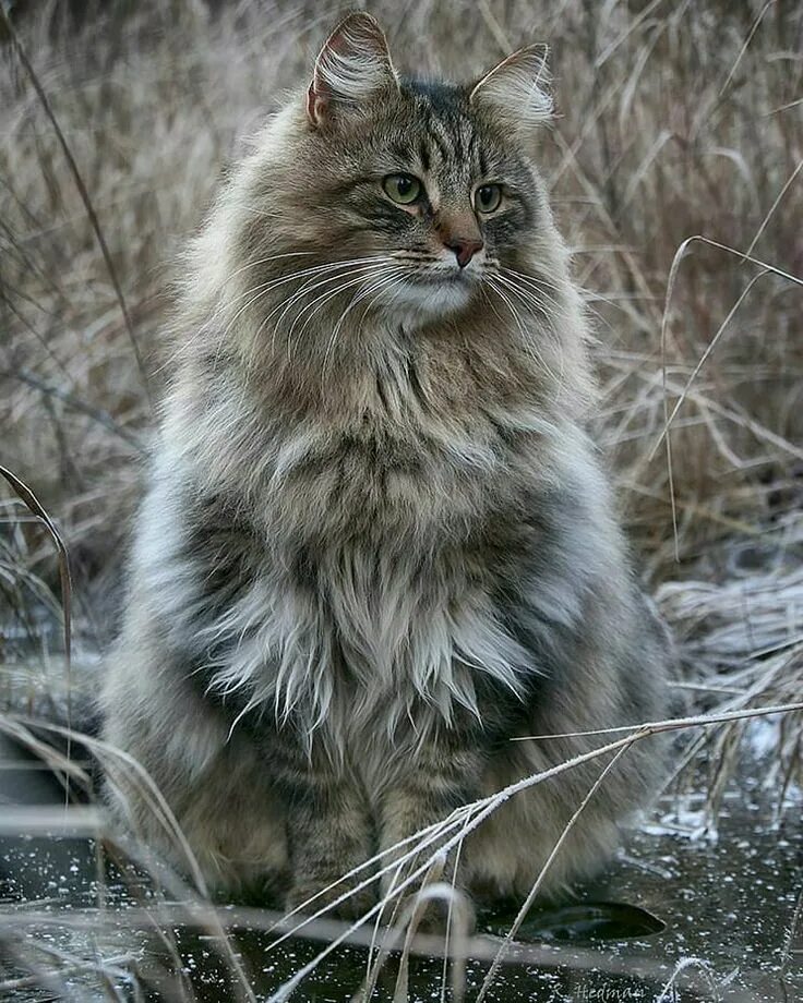 Порода кошек норвежская лесная фото Pin on Animals Norwegian forest cat, Forest cat, Gorgeous cats