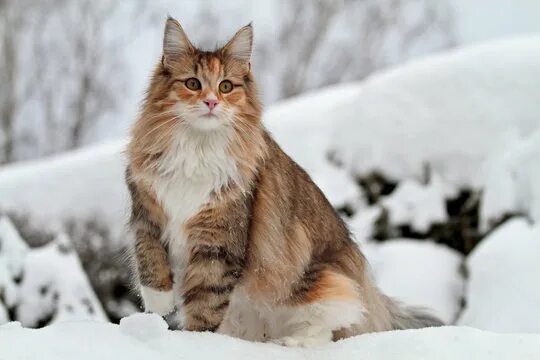 Порода кошек норвежская лесная фото Snow Cat Изображения: просматривайте стоковые фотографии, векторные изображения 