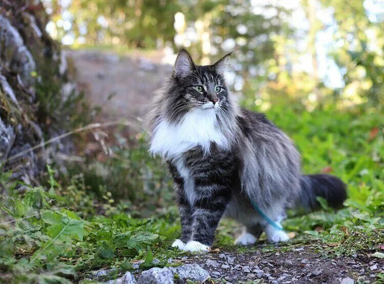 Порода кошек норвежская лесная фото цена Pin on ⊹ - maine coons!