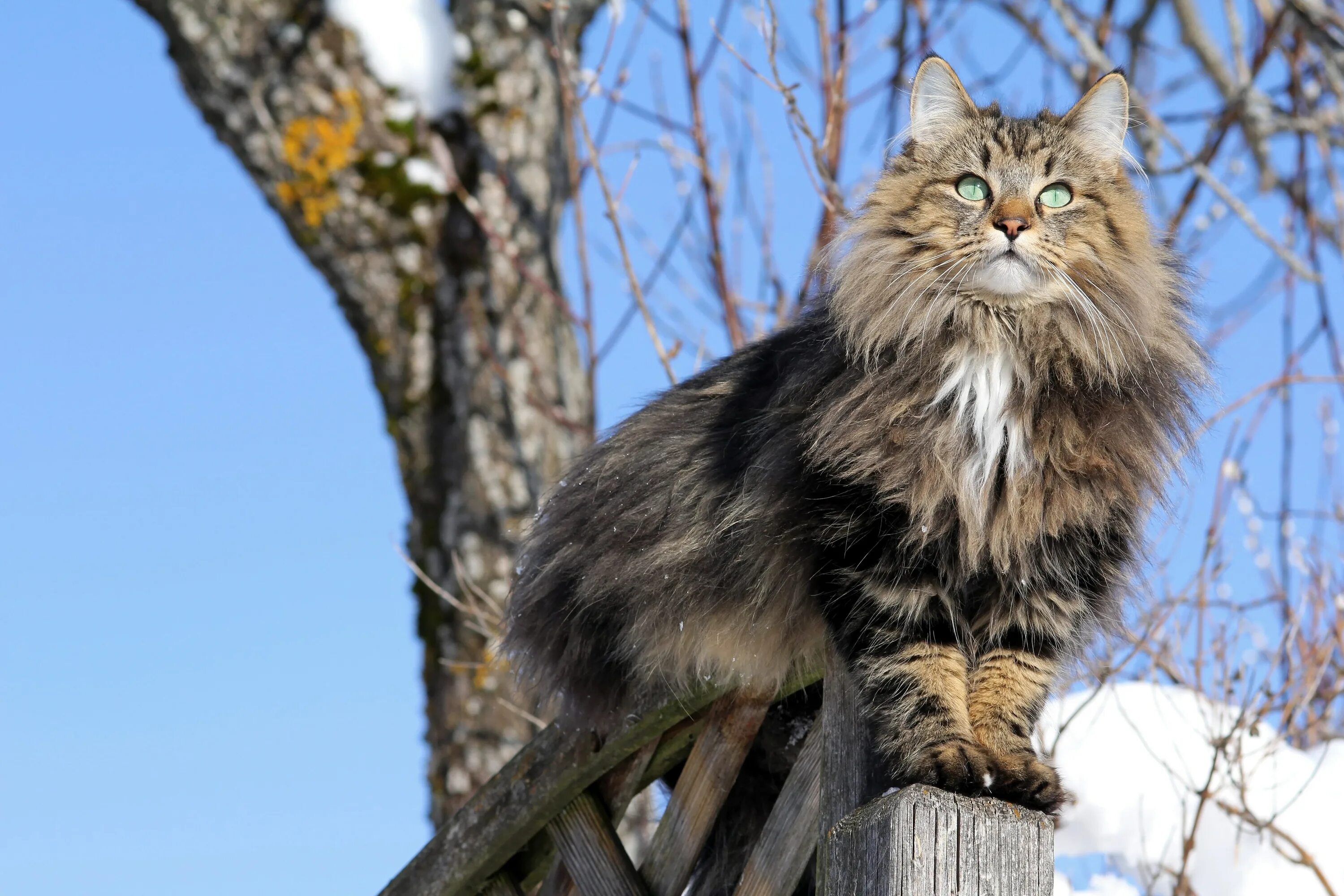 Порода кошек норвежская лесная фото цена Gatto delle Foreste Norvegesi: caratteristiche e storia dell’antica razza scandi