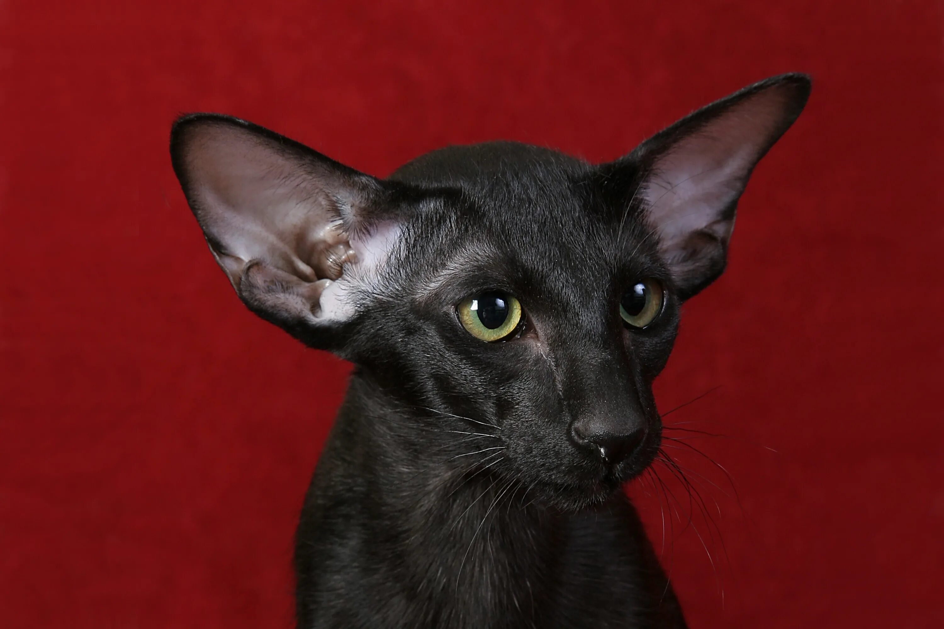 Порода кошек ориентал фото цена в рублях Oriental Shorthair cat - Brit