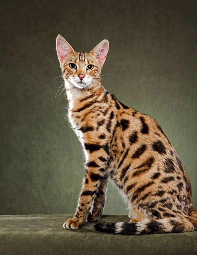 Порода кошек по фото онлайн бесплатно Bukisa - Life and Style News Cat breeds, Savannah cat, Rare cat breeds