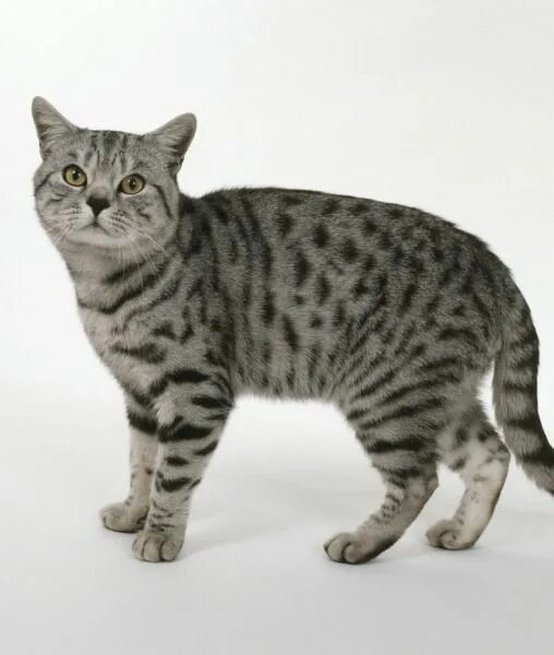 Порода кошек по фото онлайн бесплатно Spotted tabby - This tabby has spot-like markings all over its coat. Sometimes t