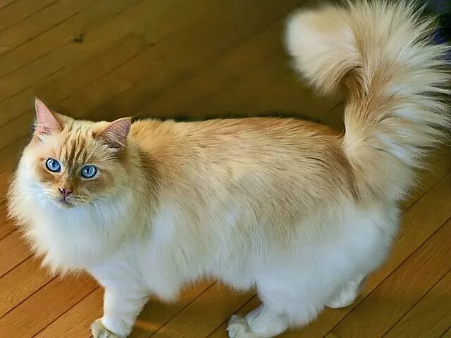 Порода кошек рагамаффин фото 5 Things You Didn't Know About The Ragamuffin Ragamuffin cat, Cat breeds, Ragdol