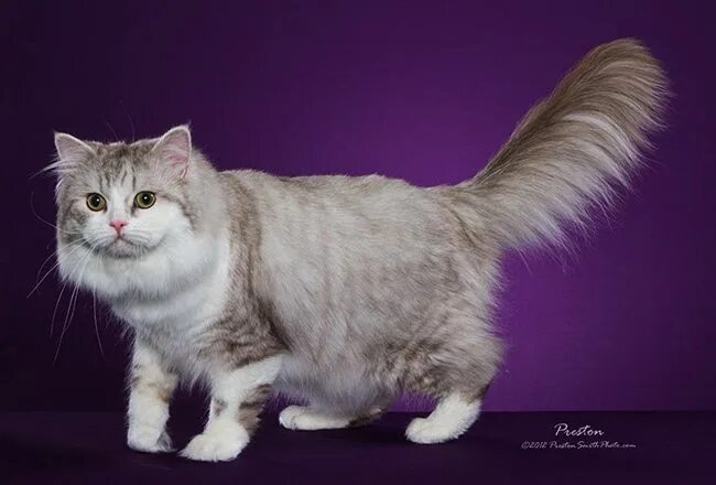 Порода кошек рагамаффин фото Pin by Heidi Rucki on Cat Breeds - Ragamuffin Beautiful cats, Cat breeds, Cats