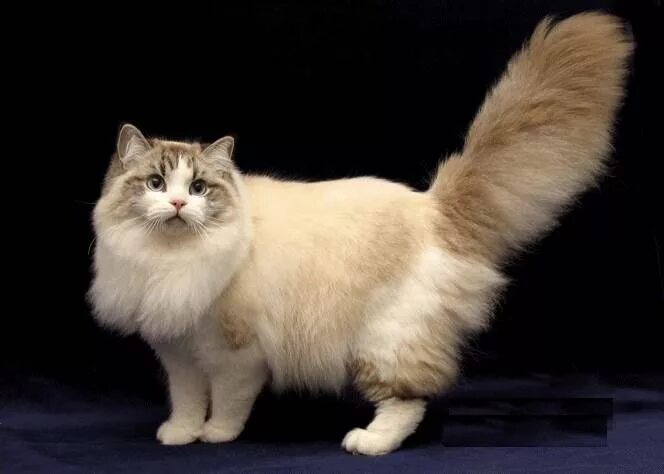 Порода кошек рагамаффин фото Ragamuffin Cat 3 Ragamuffin cat, Cat breeds, Large cat breeds