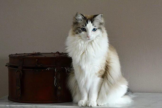 Порода кошек рагамаффин фото Affectionate Cat Breeds That Actually Love To Cuddle Ragdoll cat, Cat breeds rag