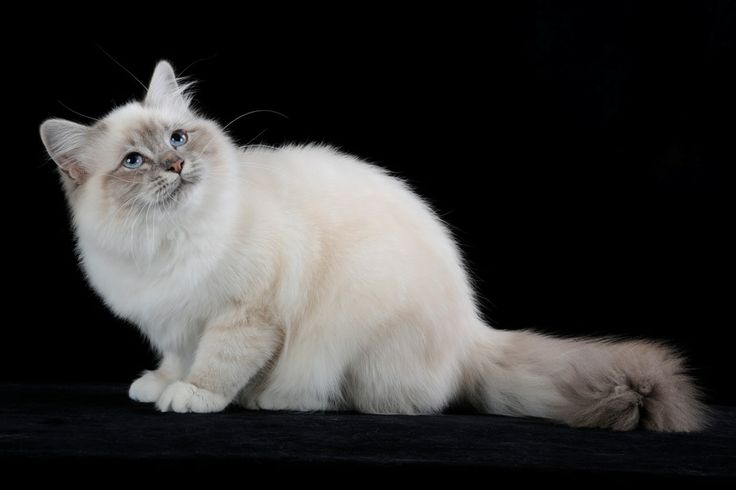 Порода кошек рагамаффин фото Sacred Birman lilac tabby Gatti, Roba da gatto, Animali