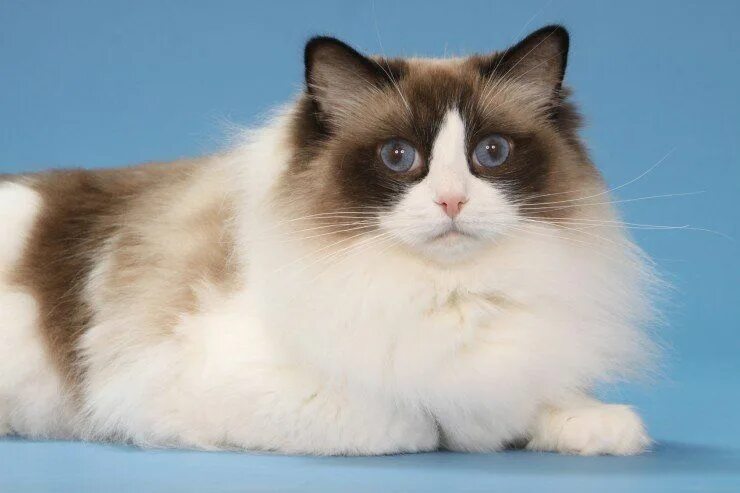 Порода кошек рэгдолл фото цена Five universal personality traits of the Ragdoll cat Pets4Homes Ragdoll cat, Cat