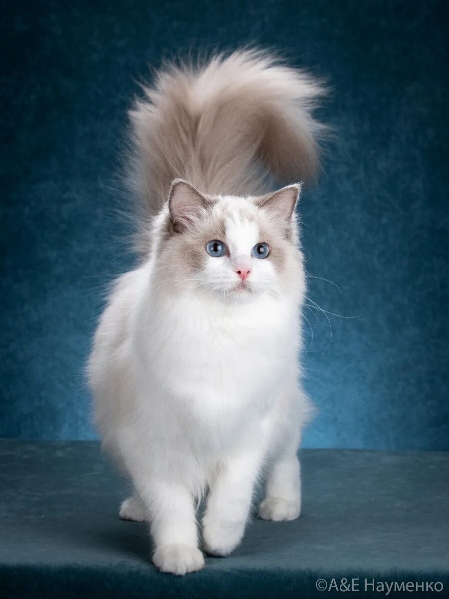 Порода кошек рэгдолл фото цена Ragdoll cattery CareForPets*RU - Кошки породы рэгдолл в Москве